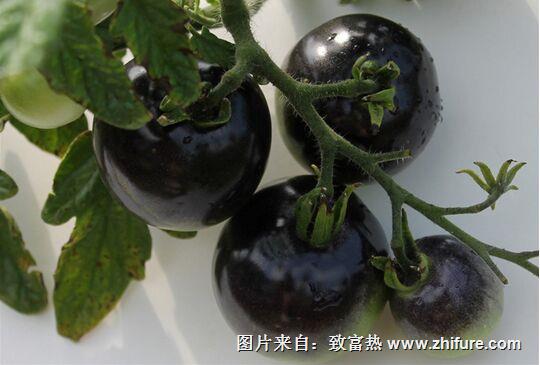 黑番茄的功效與作用及營(yíng)養(yǎng)價(jià)值