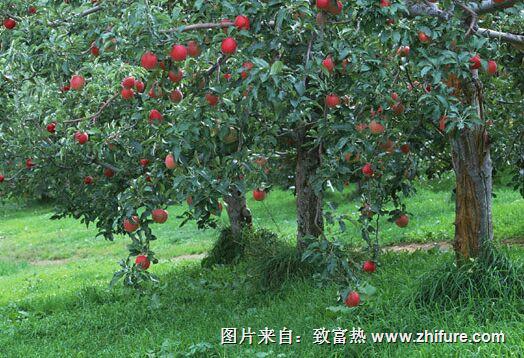 蘋果樹的最新管理技術