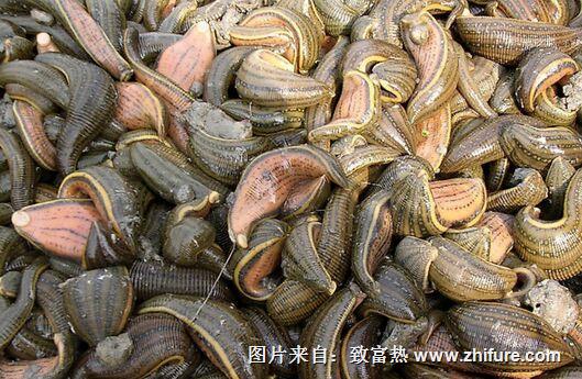 水蛭怎么人工養殖呢?