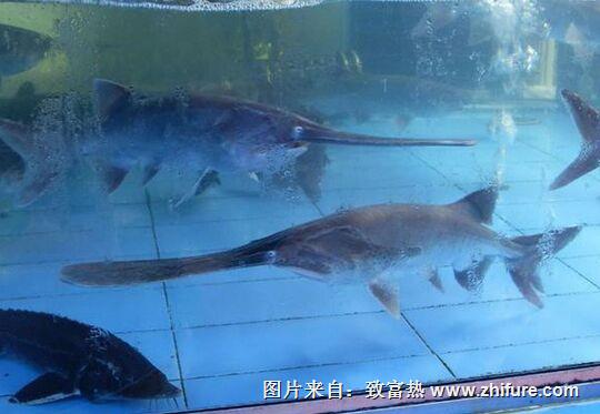 鴨嘴魚的科學養殖技術