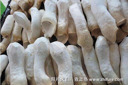 杏鮑菇最新種植技術(shù)