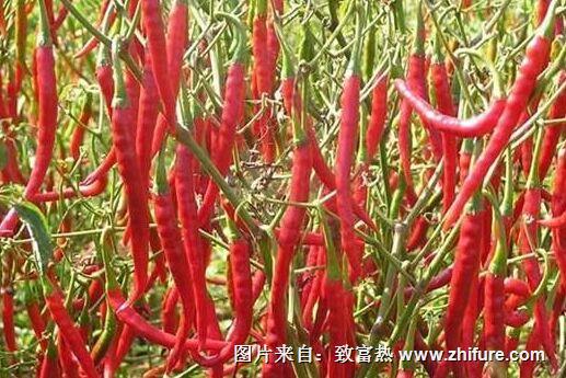 最新科學(xué)大棚辣椒栽培技術(shù)