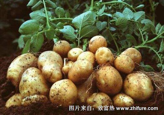 最新土豆種植技術