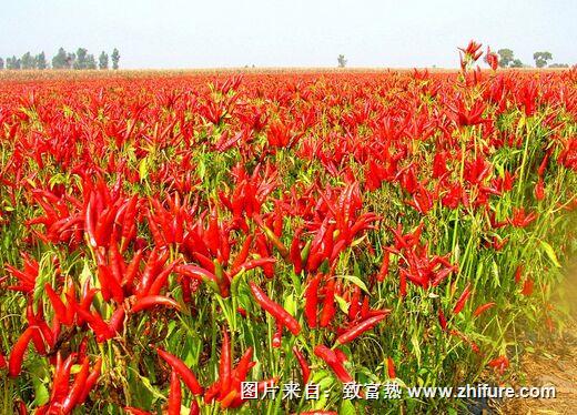 辣椒青枯病的防治技術(shù)