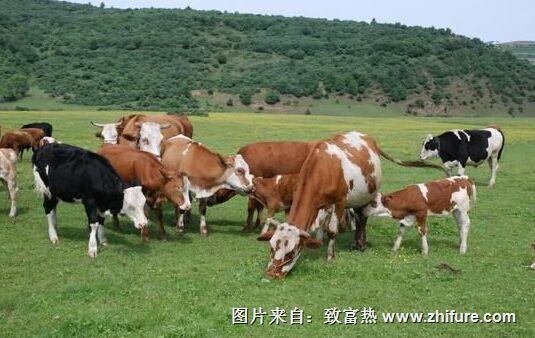 2017肉牛行情以及未來兩年價格和補貼情況