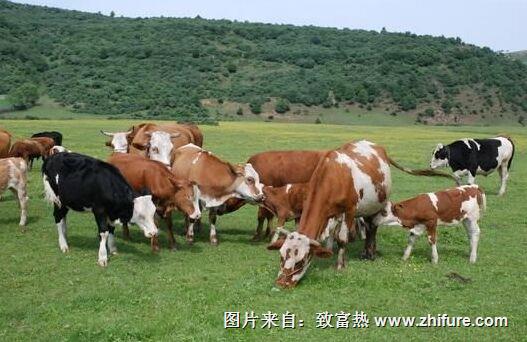 肉牛應如何育肥？