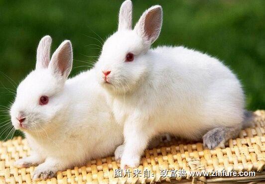 兔子的養殖前景怎么樣？