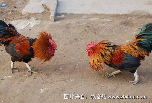 斗雞應(yīng)該怎么養(yǎng)比較好呢?