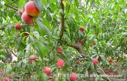 最新桃樹的管理辦法