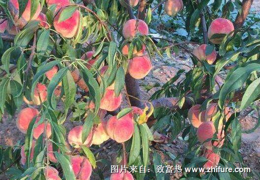 桃樹春季管理辦法