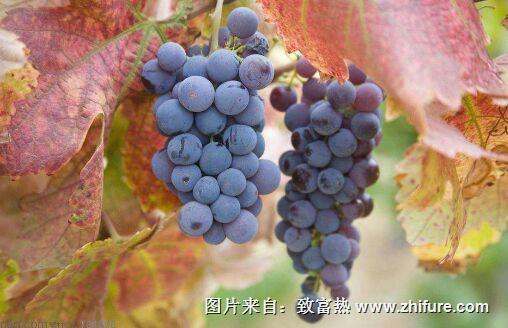 早春葡萄管理技術