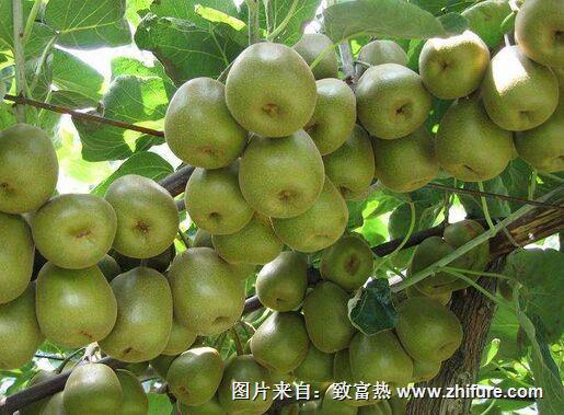 獼猴桃的管理技術(shù)和方法