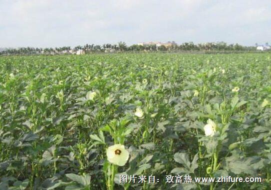 黃秋葵的市場前景怎么樣？