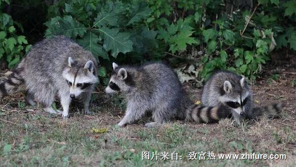 養(yǎng)100只果子貍能賺錢嗎？養(yǎng)果子貍的成本和利潤(rùn)