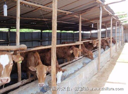 牛瘟病的癥狀與科學防治方法