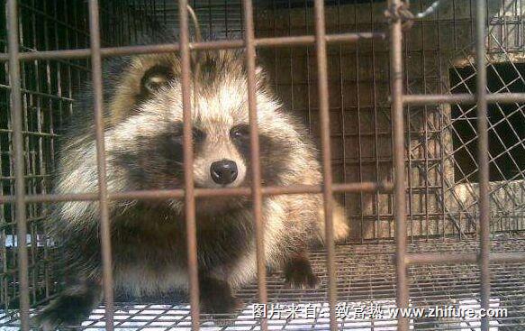 養100只貉子能賺錢嗎?養貉子的成本和利潤