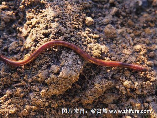 怎么用牛糞養(yǎng)殖蚯蚓？