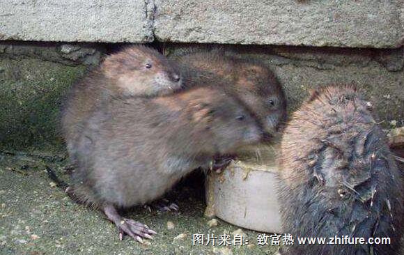 養1000只麝香鼠能賺錢嗎？養麝香鼠的成本和利潤