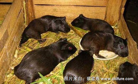 養300只黑豚能賺多少錢？養黑豚的成本和利潤