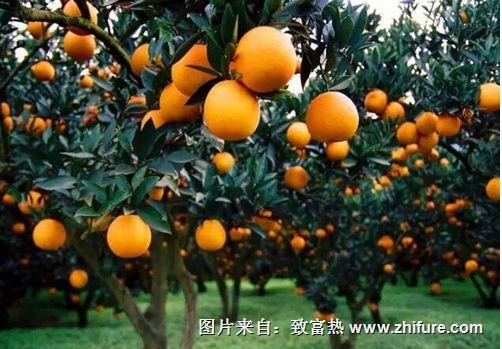 柑橘樹怎么修剪？