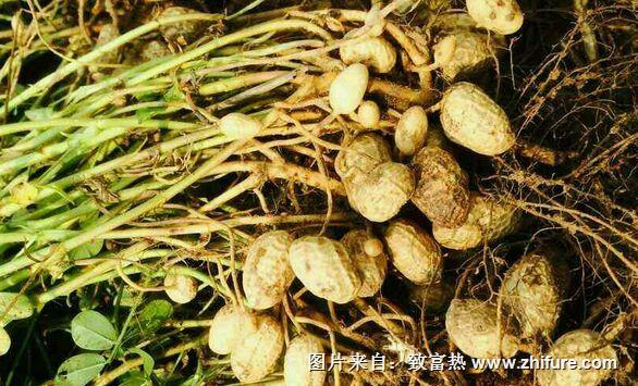 種一畝花生能賺多少錢？種花生的成本和利潤