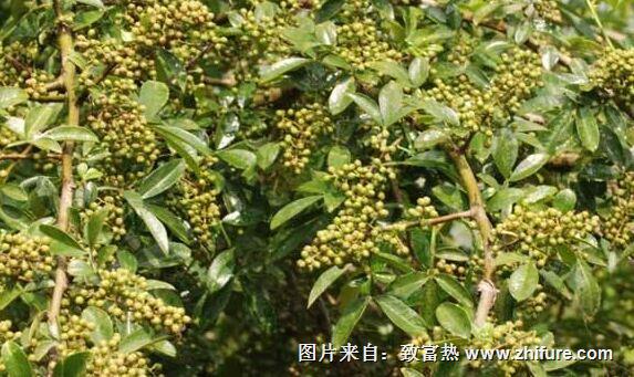 種一畝花椒能賺多少錢？種花椒的成本和利潤