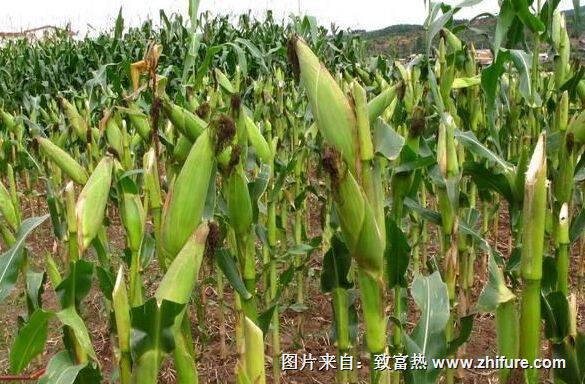 種一畝玉米能賺多少錢?種玉米的成本和利潤(rùn)