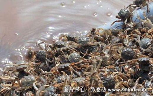 怎么在稻田里養(yǎng)螃蟹？