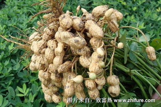 花生常見病蟲害的防治方法