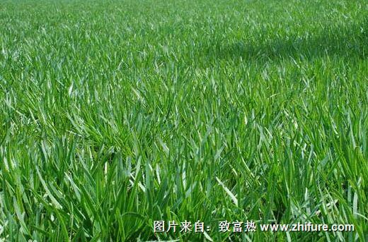 韭菜科學栽培高產新技術