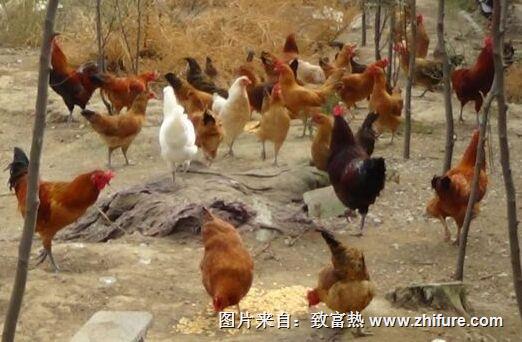 無公害蛋雞怎么養殖？