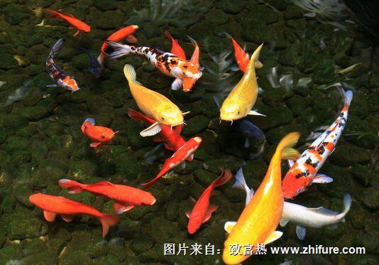 淡水魚類春季常發病防治技術