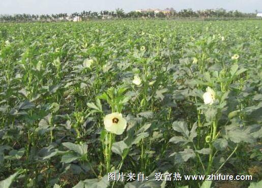 黃秋葵怎么防治病蟲害？ 