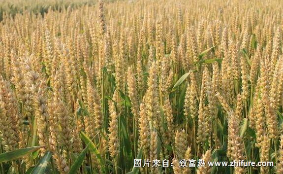 種一畝小麥能賺多少錢？種小麥的成本和利潤