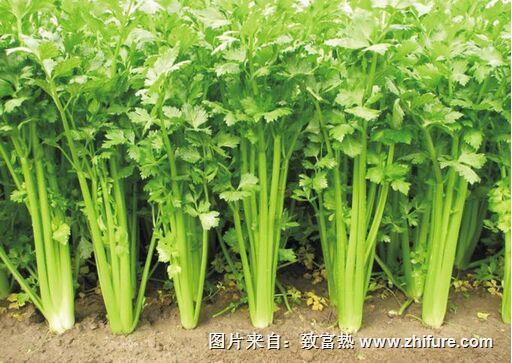 山芹菜的最新栽培管理技術(shù)