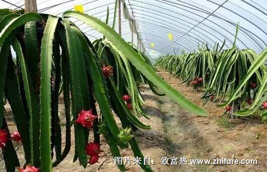 怎么進(jìn)行大棚火龍果栽培？