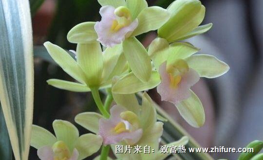 種一畝蘭花能賺多少錢？種蘭花的成本和利潤