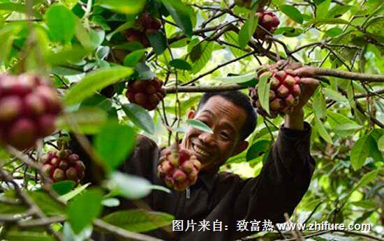 布福娜種植是不是騙局？