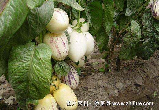 怎么種人參果？