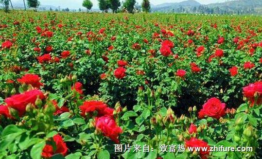 種一畝玫瑰花能賺多少錢？種玫瑰花的成本和利潤