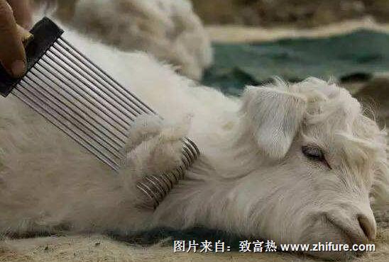 2017年羊絨價格走勢