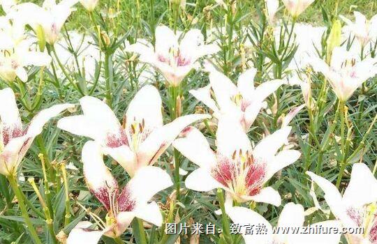 種一畝百合花能賺多少錢？種百合花的成本和利潤
