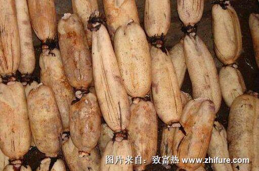 蓮藕的種植前景怎么樣？