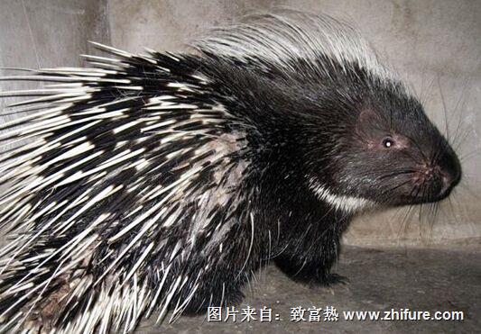 豪豬養殖項目有什么優勢？