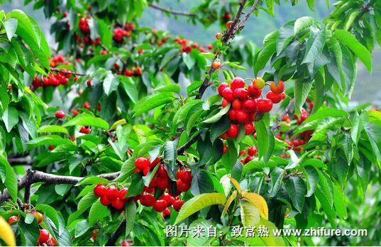 櫻桃有哪幾種繁殖技術(shù)？