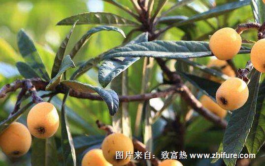 種一畝枇杷能賺多少錢?種枇杷的成本和利潤