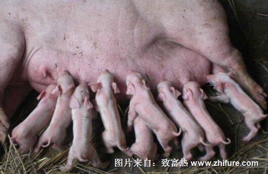 母豬的繁育問題怎么解決？