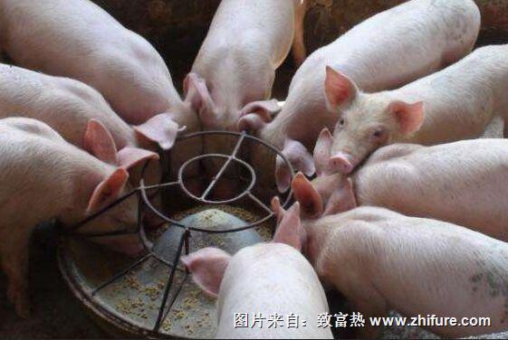 豬飼料用什么作原料?
