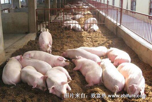 夏季養豬要注意什么?