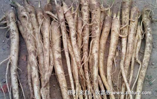 2017種桔梗賺錢嗎？2017種桔梗前景及市場價格行情分析